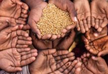 Food shortage due to global warming