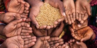 Food shortage due to global warming