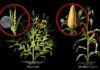 Genetically modified organisms