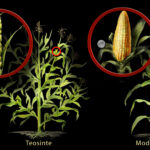 Genetically modified organisms