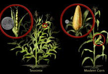 Genetically modified organisms