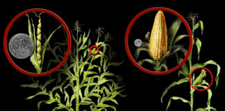 Genetically modified organisms
