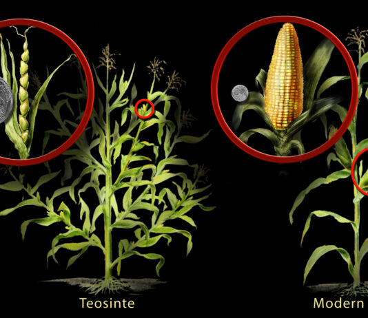 Genetically modified organisms
