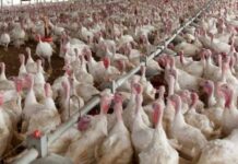 Birds Flu attack again: Returned back Midwest