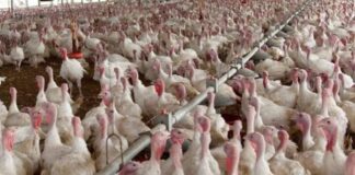 Birds Flu attack again: Returned back Midwest