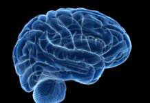 Things A Working Brain Needs