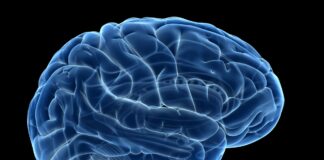 Things A Working Brain Needs